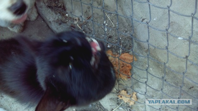 Котовторник 11.11.2014