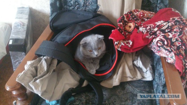 Мой кот. Без политики