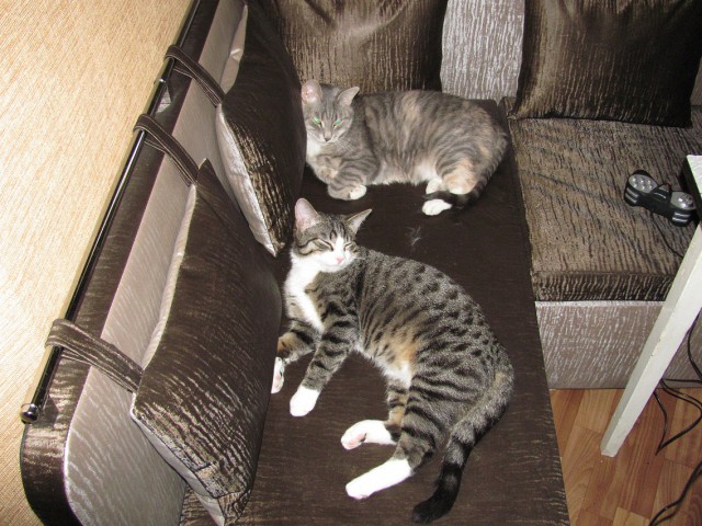 Котовторник