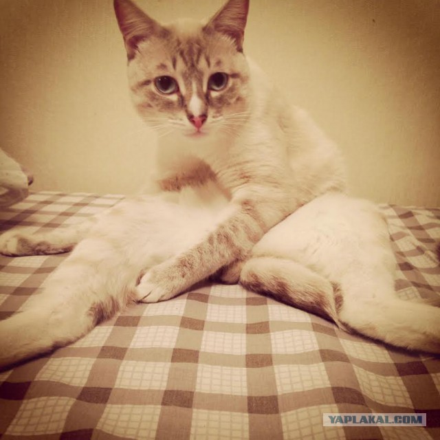 Котовторник