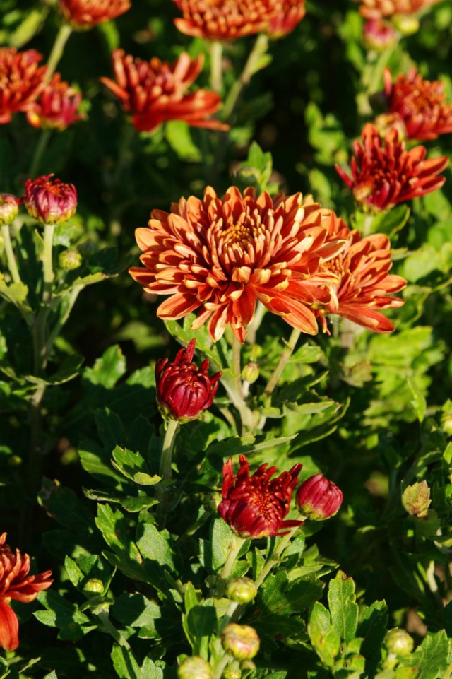 Золотая осень