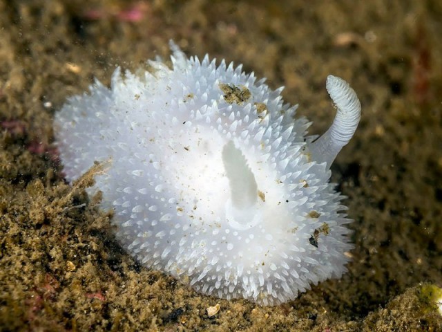 Потрясающая красота морских моллюсков