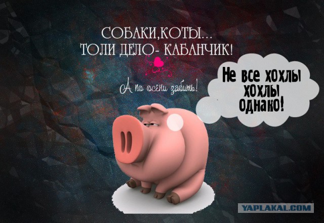 Ответ здравомыслящего украинца