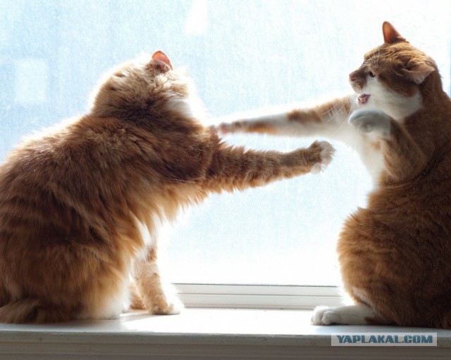 Котовторник