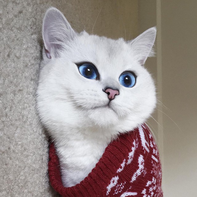 12 самых популярных котов интернета