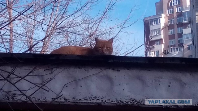 Котовторник 16.02.16