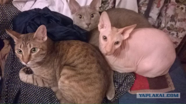 Кото-вторник 24 Мая 2016го :)