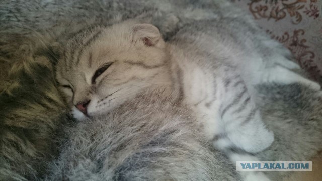 Ваши фотки котов на телефон