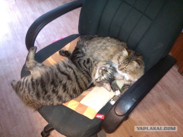 Котовторник 05.07.16