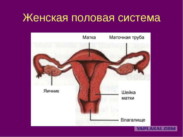 Царь-квартира Шувалова