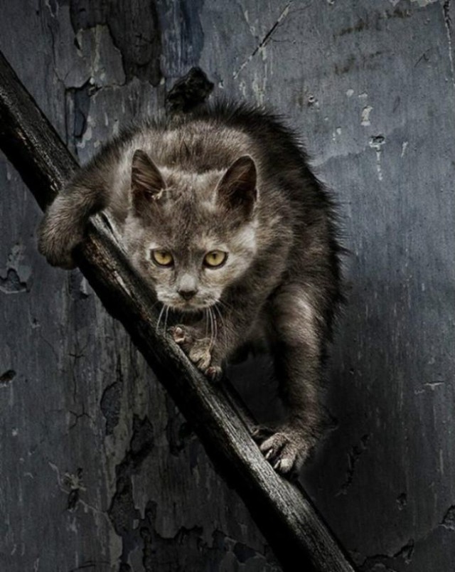 Коты из сети