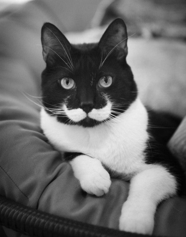 Коты и Кошки