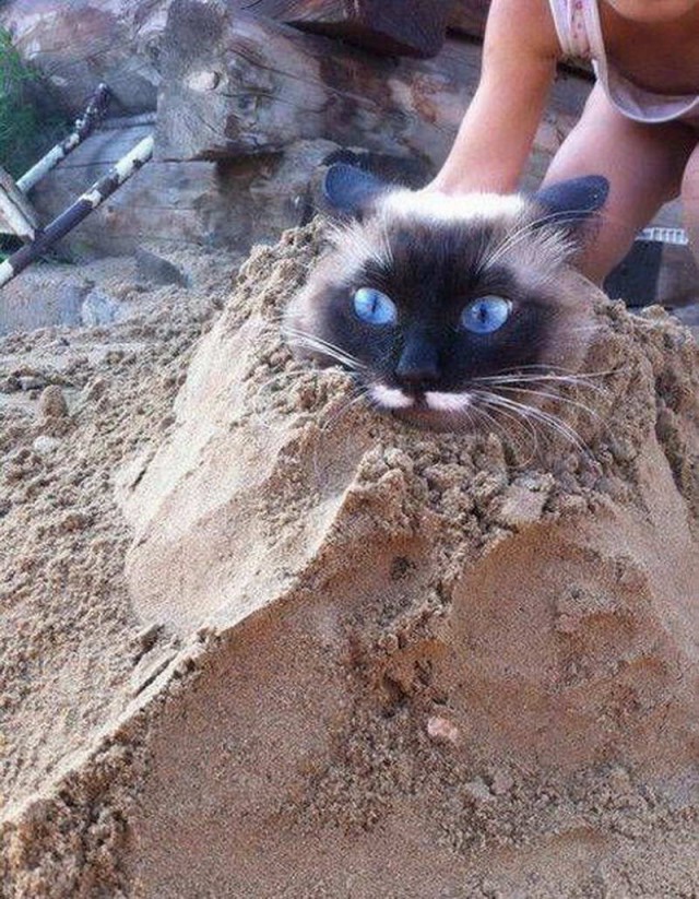 Коты и Кошки