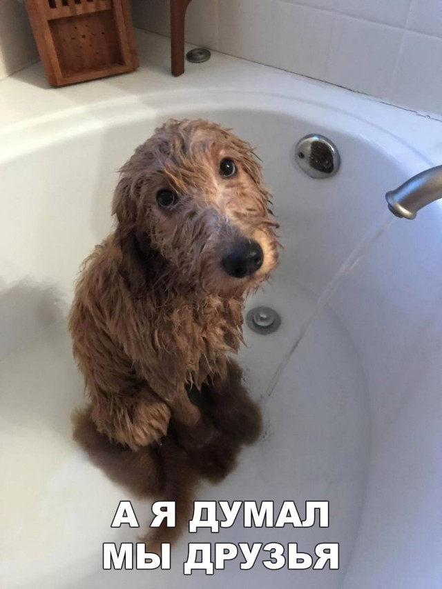 Подборка забавных животных