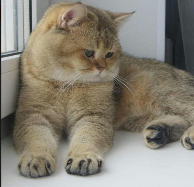 Котовторник 12.12.2017