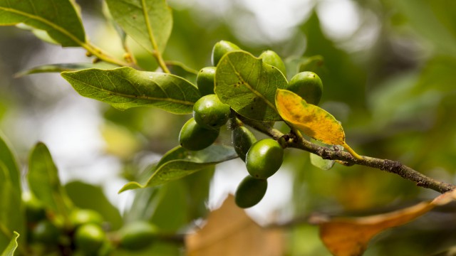 Просто Природа