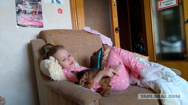 Котовторник 9.01.2018