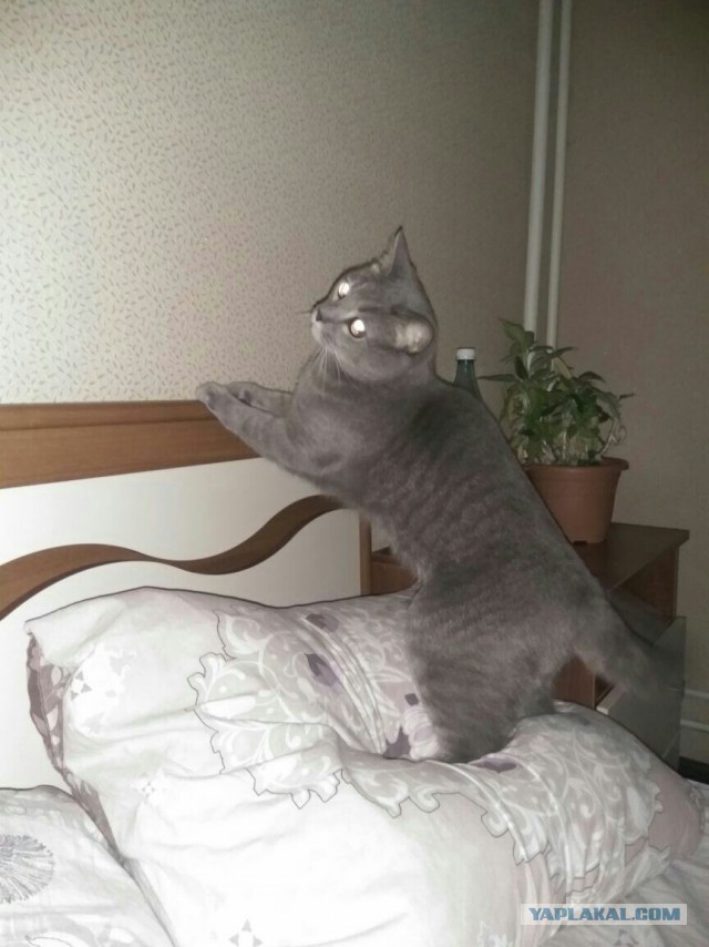 Котовторник 27.02.2018 наступил!