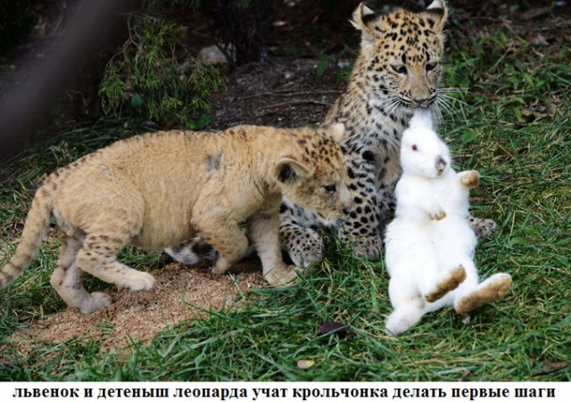 Удивительные примеры дружбы между животными.