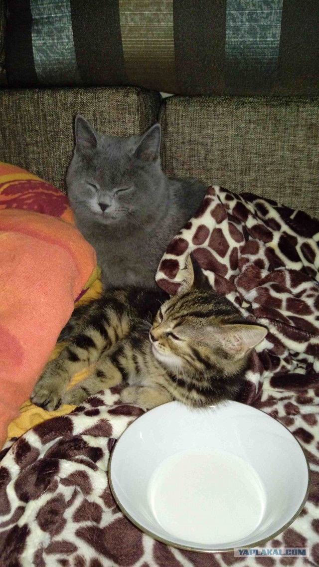 Котовторник 24.04.2018