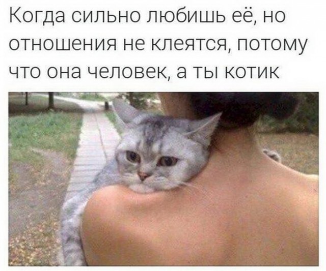Кот без прикрас