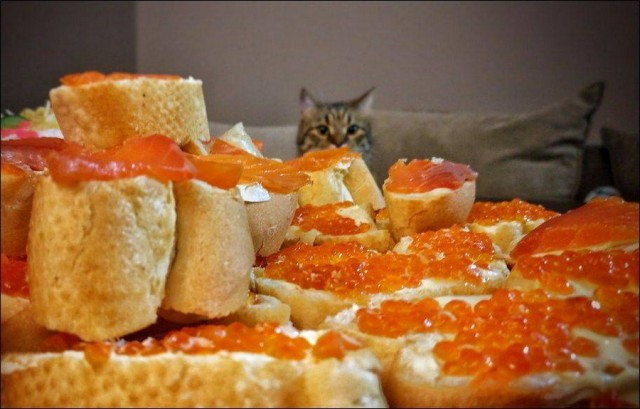 Прикольных котов пост