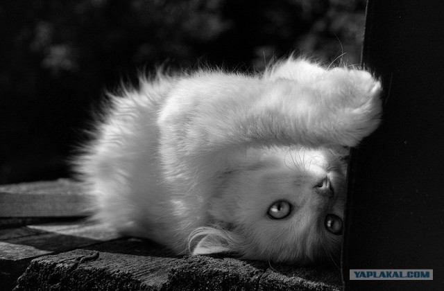 Уррааа! Котовторник на ЯПлакалъ!