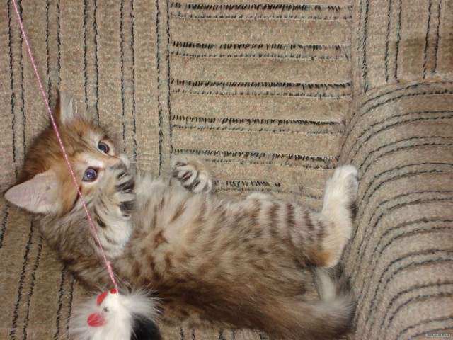 Котовторник на ЯПлакалъ! От числа 09.09.08