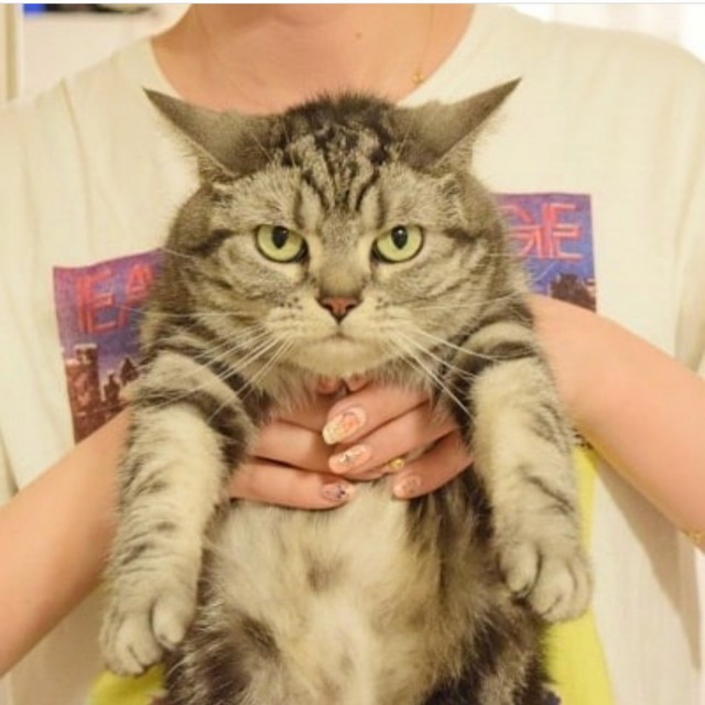 Прикольных котов пост