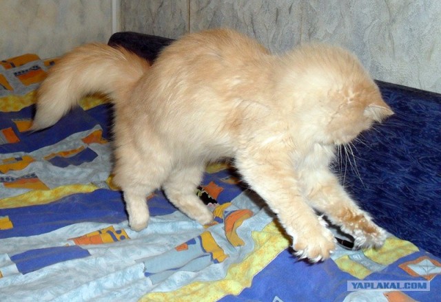 Котопятница