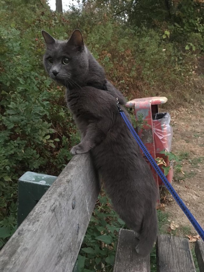 Кошачье любопытство
