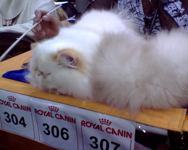 Коты, кошки и котята