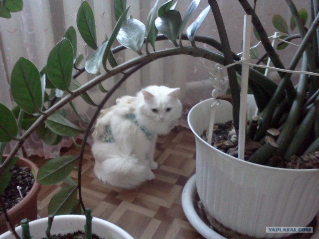 Начало - Третий уровень (Котовторник)