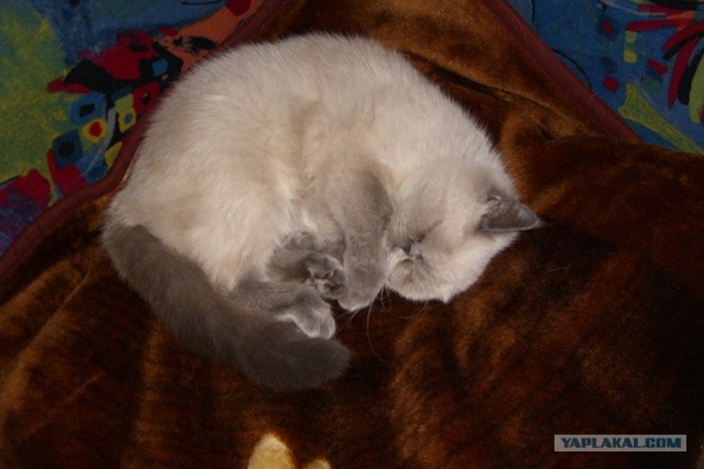 Котовторник на середину июня