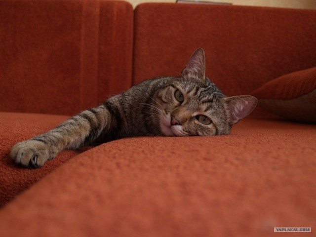Котовторник с Максом