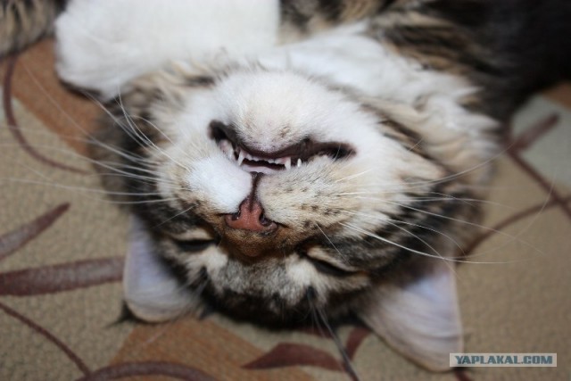 Состоятельный котовторник