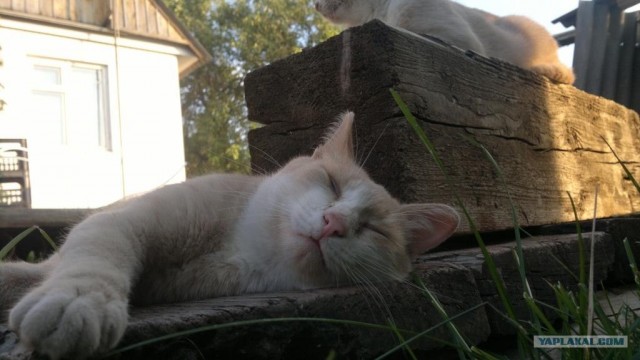 Котовторник так котовторник!