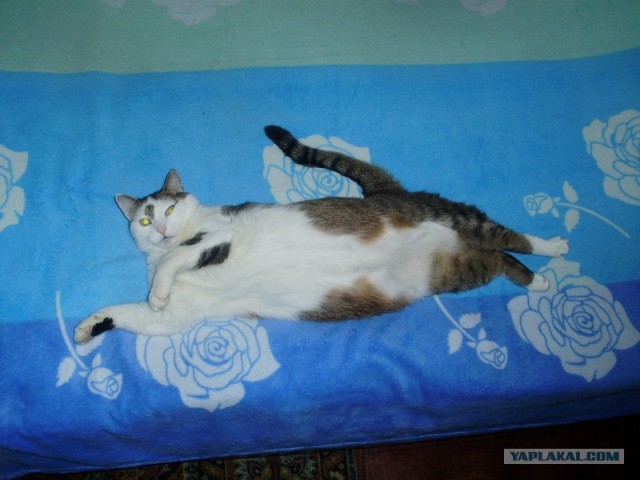 Котовторник (24. 01. 2012 )