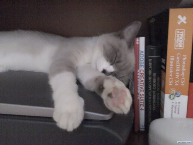 КОТОВТОРНИК (6.03.2012)