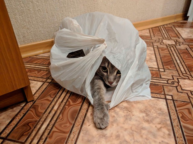 Котовторник 25.12.2018