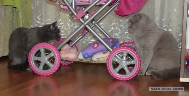 Котовторник   5.06.2012