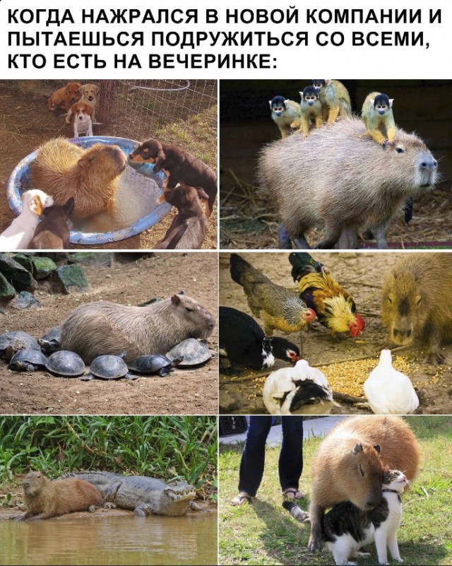 Нестандартный юмор