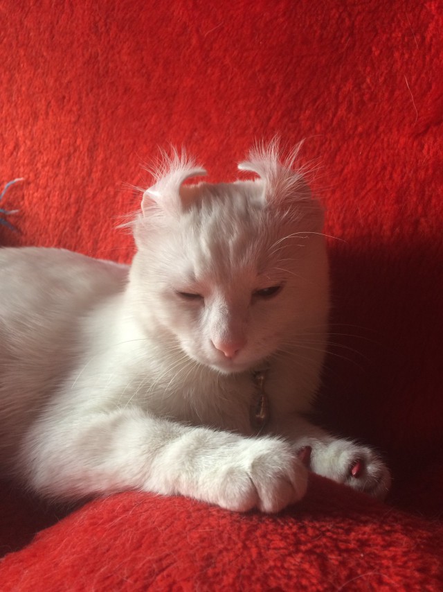 Котовторник! начнем? 04.06.19