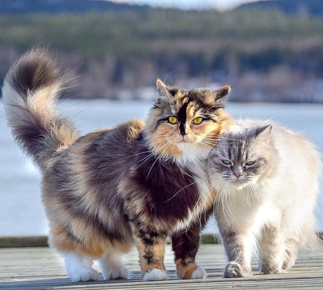 Котовторник однако
