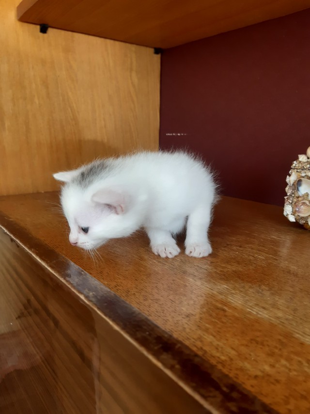 Забавные фото котеек