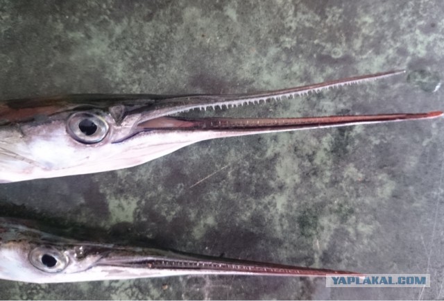 Рыба выпрыгнула из воды и проткнула шею подростку из Индонезии