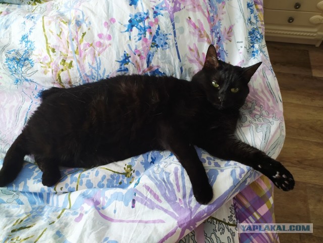 Котовторник 03.03.2020