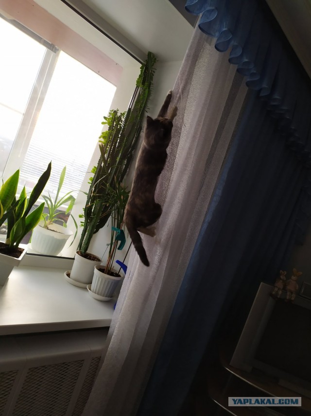 Из Муси сварят суп?