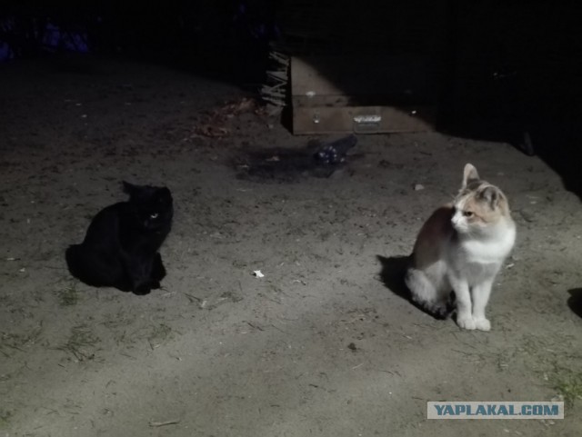 Со своих рыбалок, лето 2019