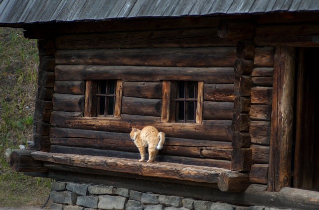 Эти забавные животные